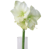 Amaryllis (Holland)