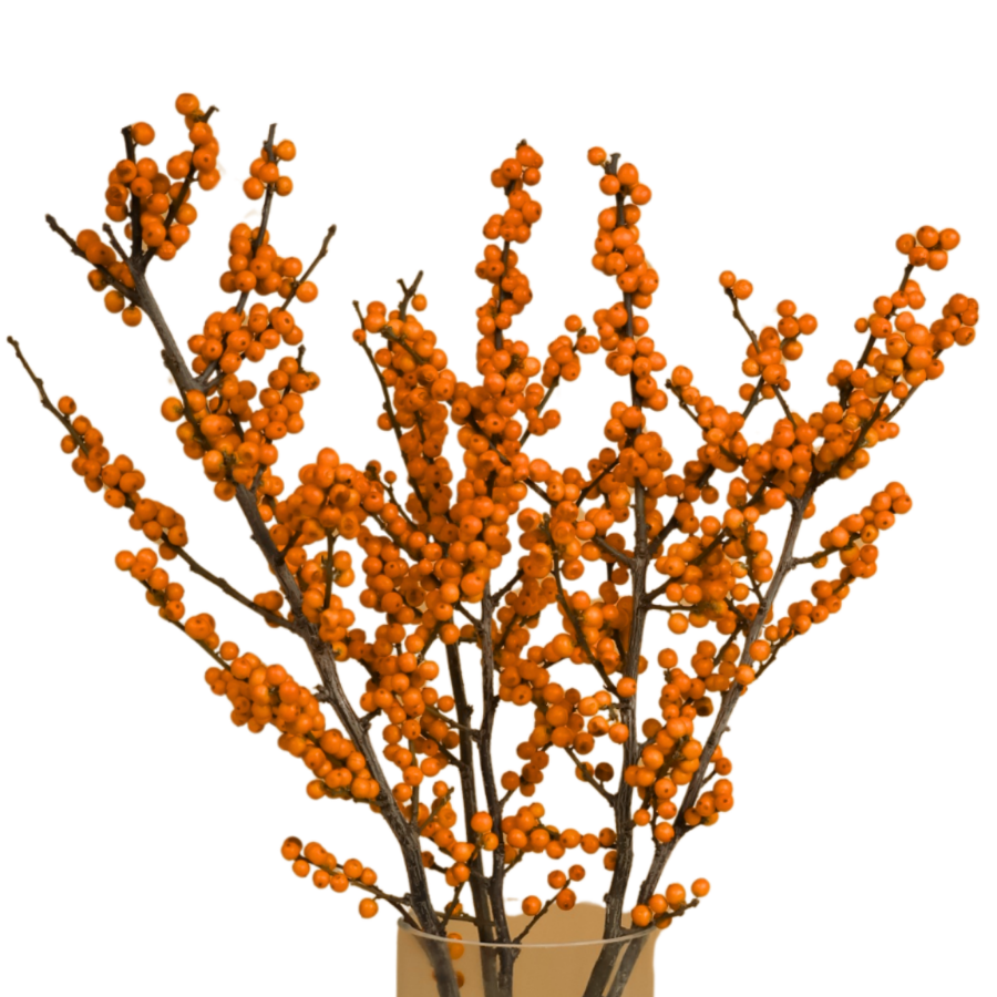 Ilex Verticillata  Winterberry (Holland) - Orange Color