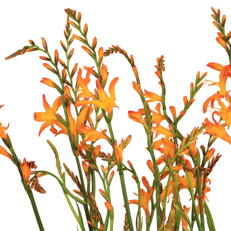 Crocosmia Orange (China)