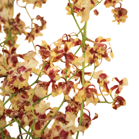 Oncidium Orchid (Sharry Baby)