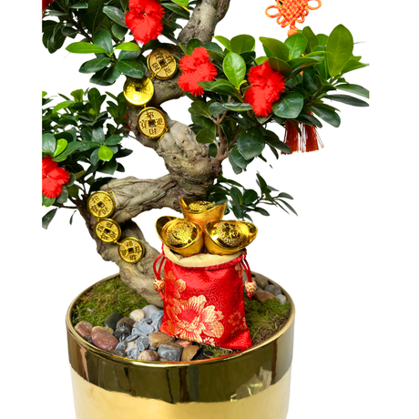 Prosperous Zen - CNY Plant