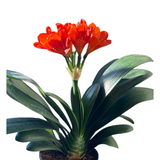 Clivia miniata (君子兰)