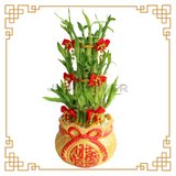 Lucky Bamboo Tower in Festive Pot (Taiwan)