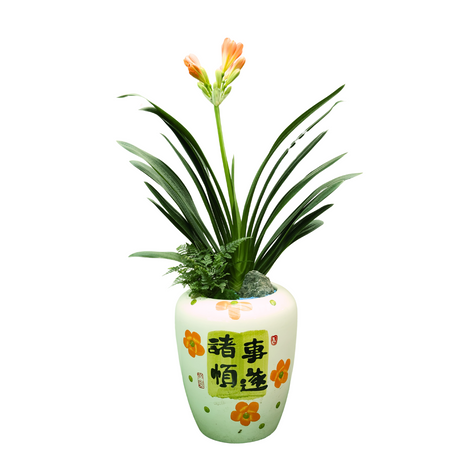 Clivia Miniata (Bush Lily 君子兰) in Festive Pot