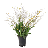 Oncidium Orchid