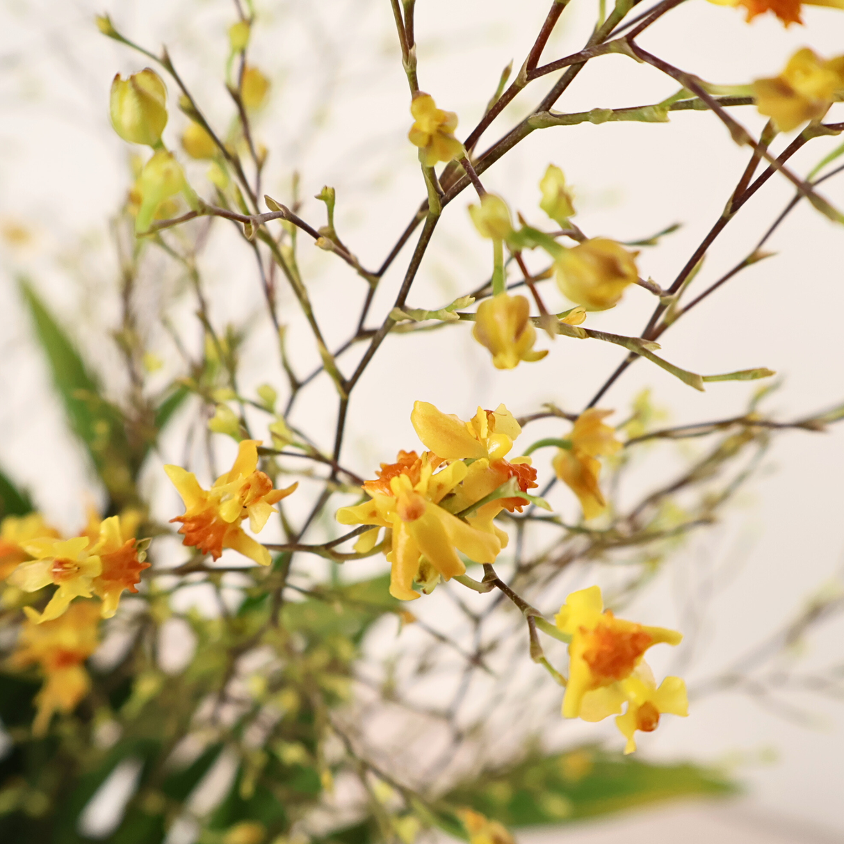 Oncidium Orchid