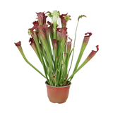 Sarracenia (Trumpet Pitcher Plant)