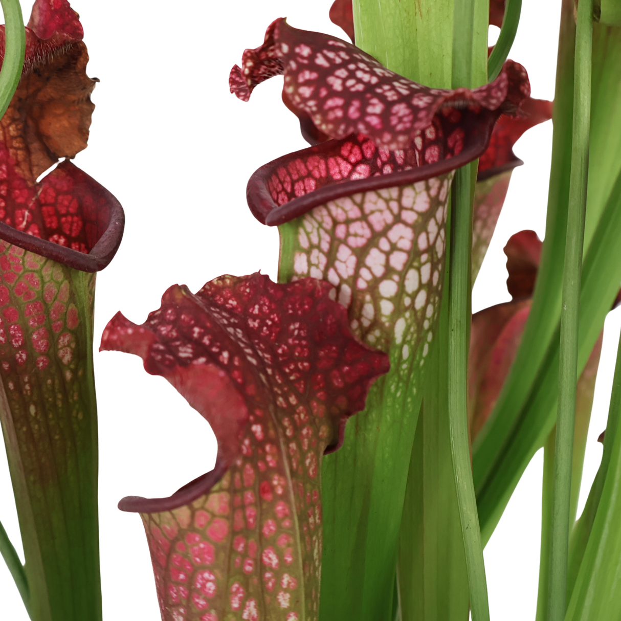Sarracenia (Trumpet Pitcher Plant)