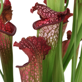 Sarracenia (Trumpet Pitcher Plant)