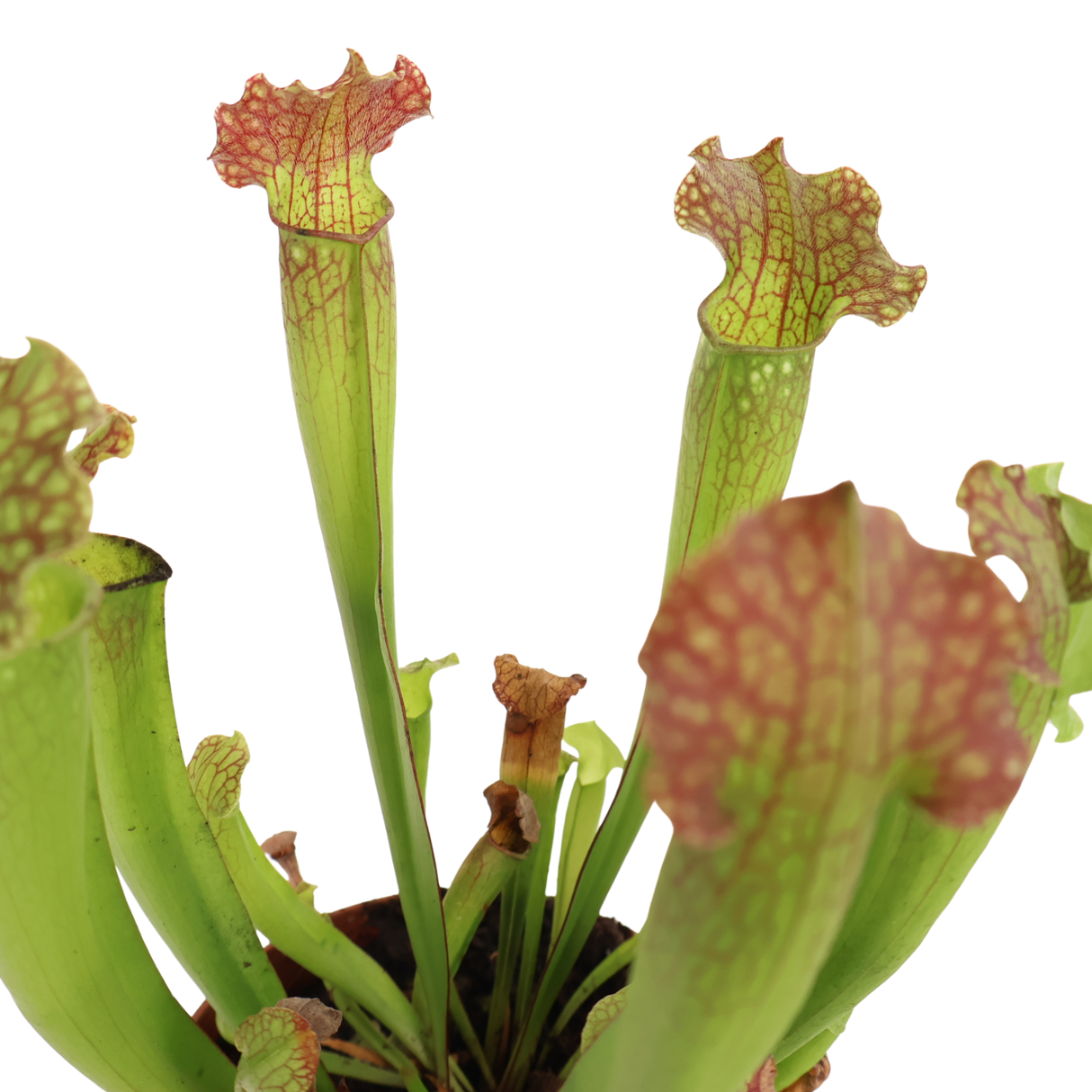 Sarracenia (Trumpet Pitcher Plant)