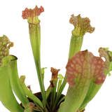 Sarracenia (Trumpet Pitcher Plant)