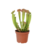 Sarracenia (Trumpet Pitcher Plant)