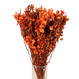 Preserved Butterfly Bloom