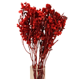 Preserved Butterfly Bloom