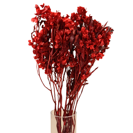 Preserved Butterfly Bloom