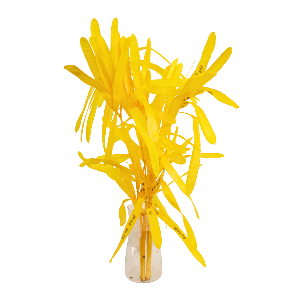 Preserved Petai Leaves