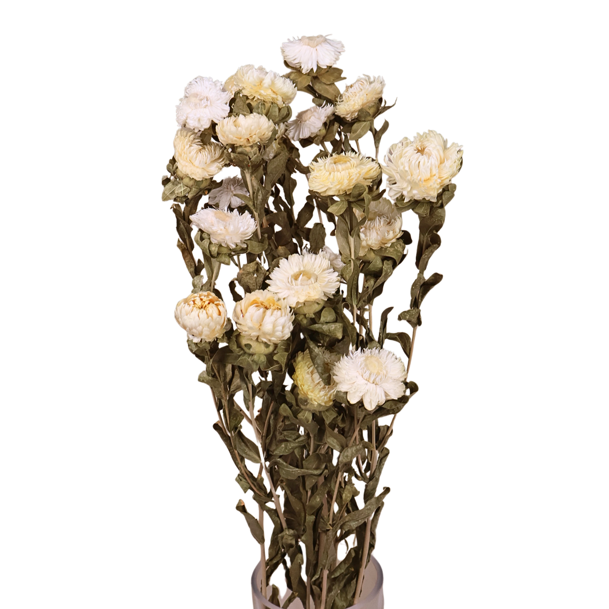 Preserved Helichrysum