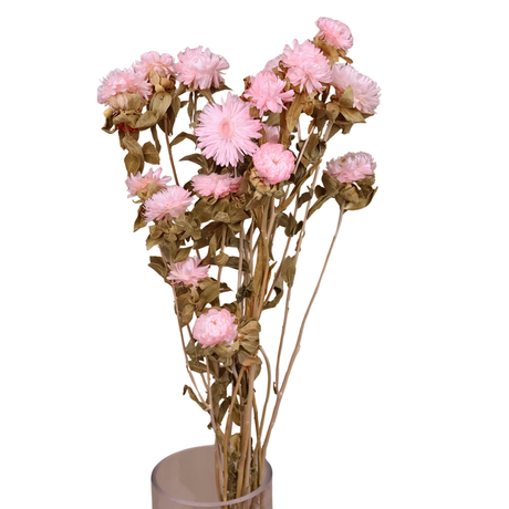 Preserved Helichrysum