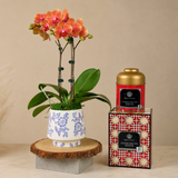Rouge Blossom (1 Double Stalk) - Orchid Gift Set