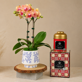 Rouge Blossom (1 Double Stalk) - Orchid Gift Set