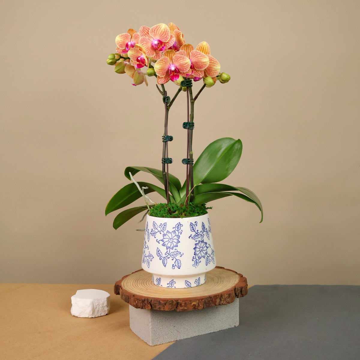 Rouge Blossom (1 Double Stalk) - Orchid Phalaenopsis