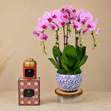 Velvet Garden (3 Single Stalk) - Orchid Gift Set