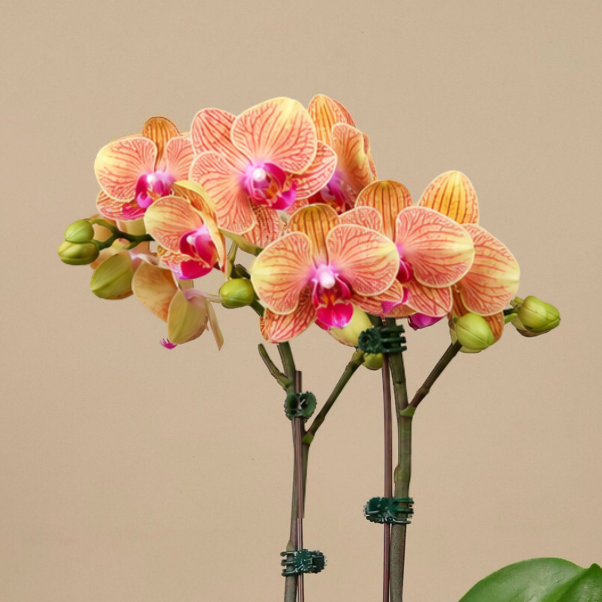 Rouge Blossom (1 Double Stalk) - Orchid Phalaenopsis