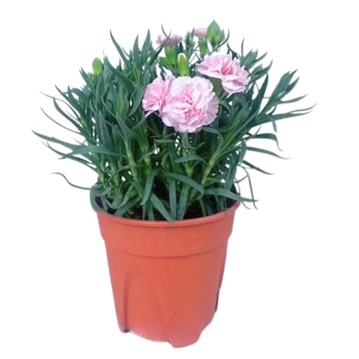 Carnation Plant