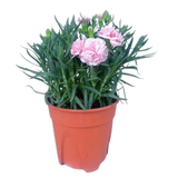 Carnation Plant