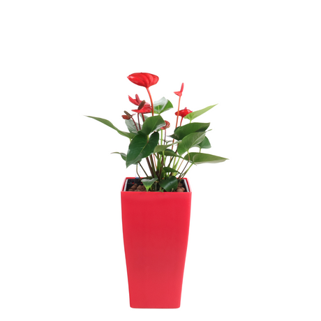 Anthurium in Self-Watering Pot