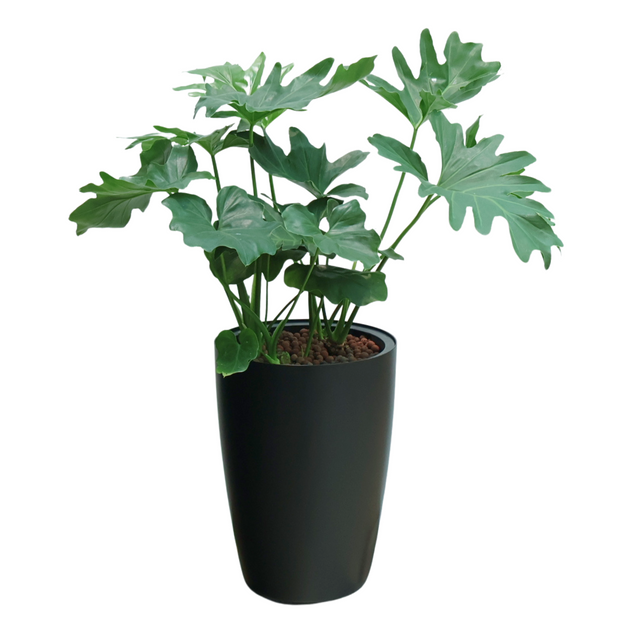Flowerpot with houseplant and plant stem.