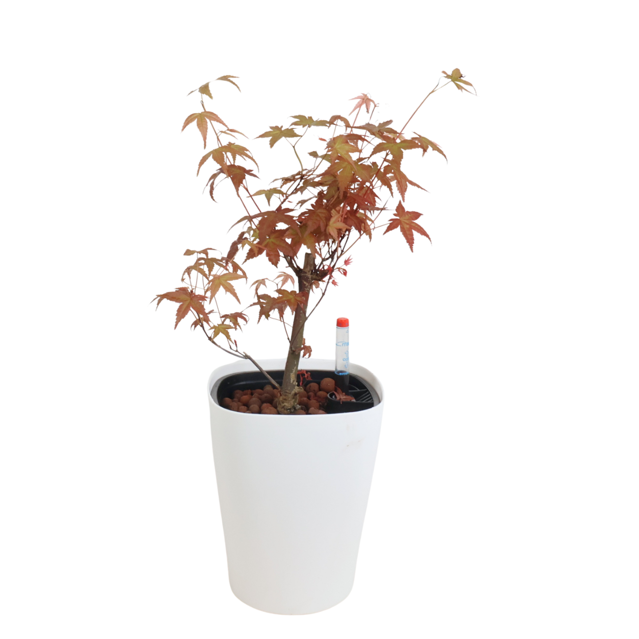 planting an acer in a pot Acer Palmatum in Self-Watering Pot| JM Flower