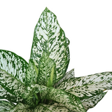 Dieffenbachia White Etna