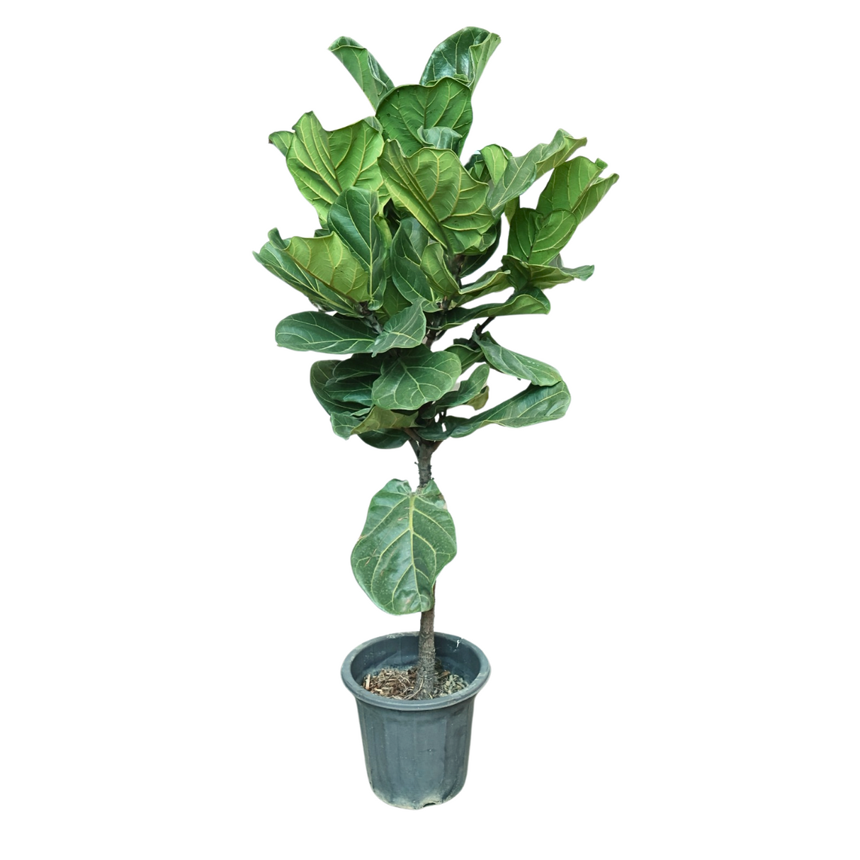 Ficus Lyrata (Fiddle-leaf fig)