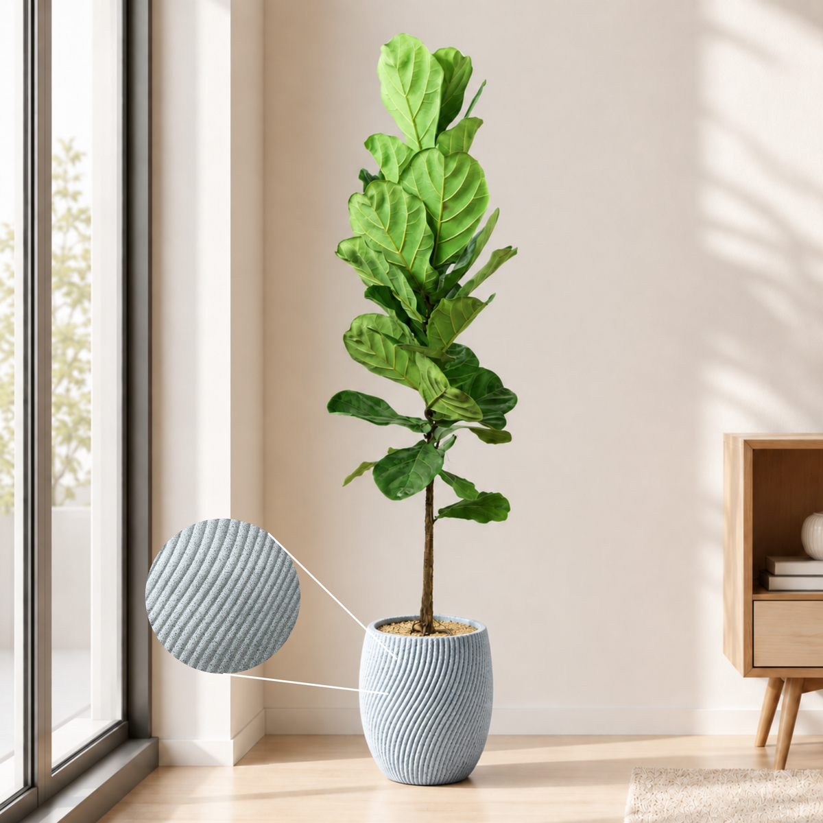Ficus Lyrata (Fiddle Leaf Fig 琴叶榕) in Ceramic Pot