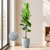 Ficus Lyrata (Fiddle Leaf Fig 琴叶榕) in Ceramic Pot