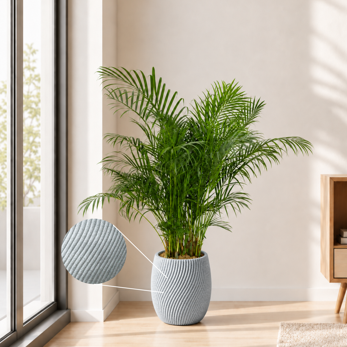 Yellow Palm (Areca Palm) in Ceramic Pot (160cm)