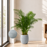 Yellow Palm (Areca Palm) in Ceramic Pot (160cm)