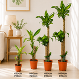 Dracaena Fragrans (Iron Tree)