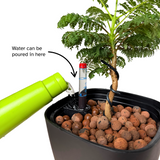 Philodendron in Self-Watering Pot