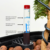 Oxalis Hedysaroides (Fire Fern) in Self-Watering Pot