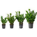 Zamioculcas Zamiifolia (ZZ Plant 金钱树) Money Plant
