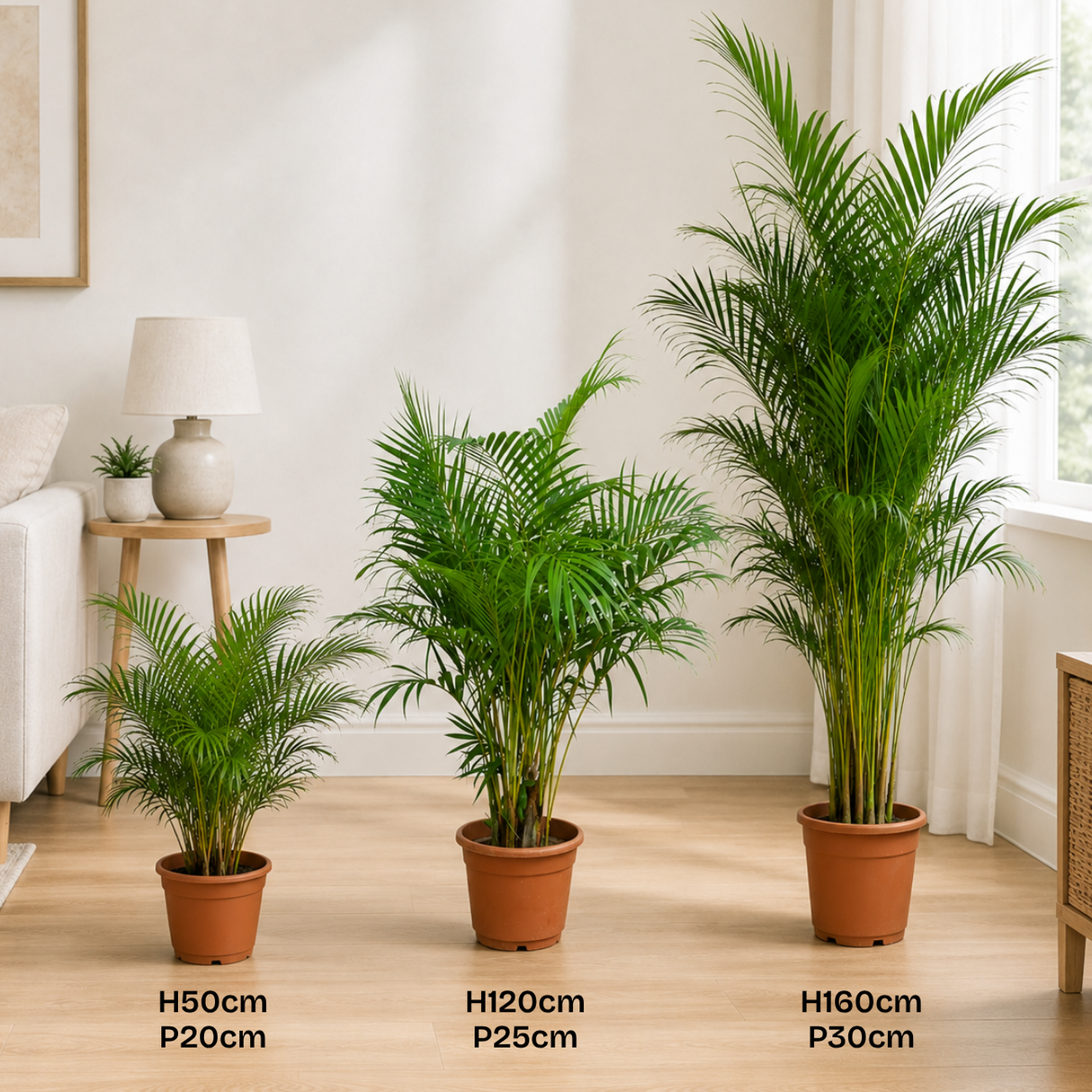 Areca palm (Yellow Palm)