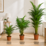 Areca palm (Yellow Palm)