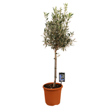 Olea Europaea (Olive Tree)