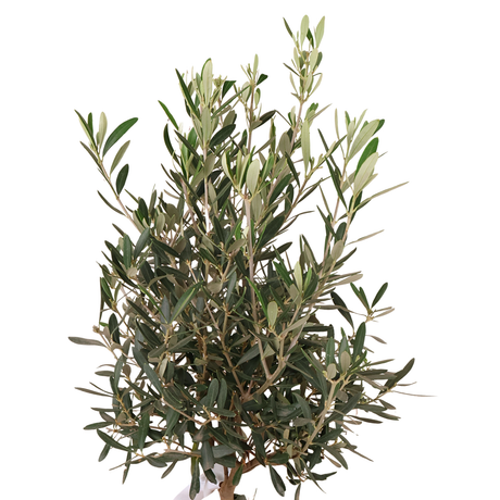 Olea Europaea (Olive Tree)