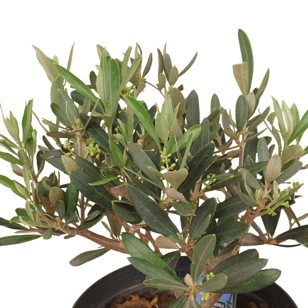 Olea Europaea (Olive Tree)