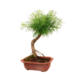 Metasequoia (Dawn Redwood)
