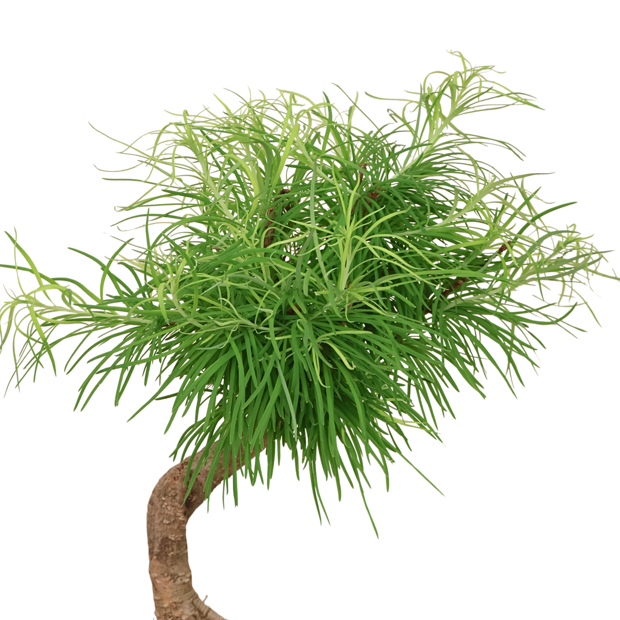 Metasequoia (Dawn Redwood)