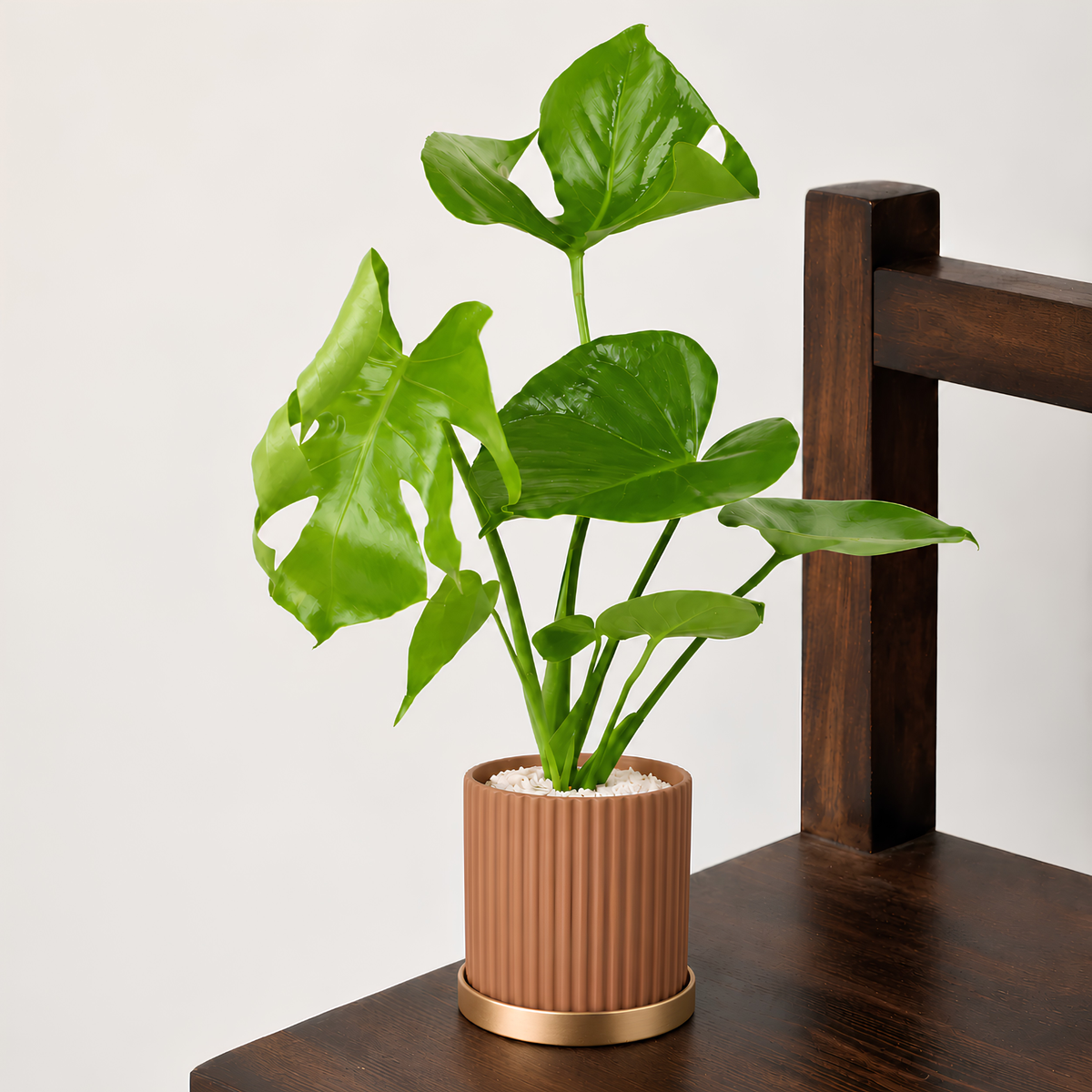 Monstera Deliciosa (Swiss Cheese Plant) in Ceramic Pot
